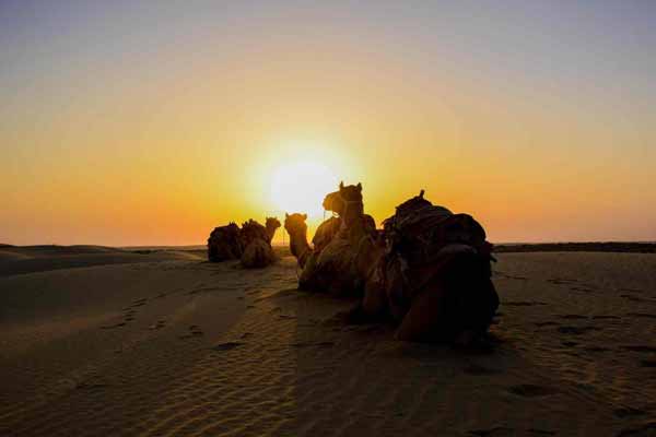 One Day Jaisalmer Sightseeing Trip Jaisalmer Sightseeing Tour Packages